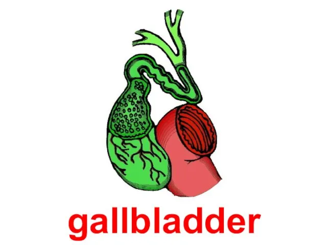 gallbladder