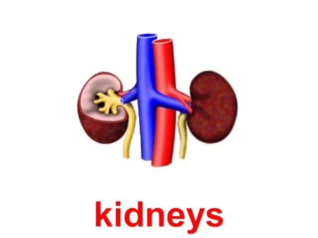 kidneys