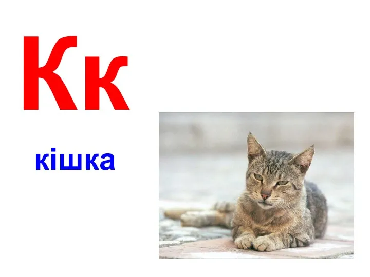 Кк кішка