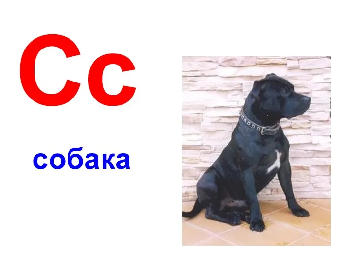 Сс собака