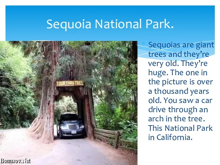 Sequoias are giant trees and they’re very old. They’re huge. The one in