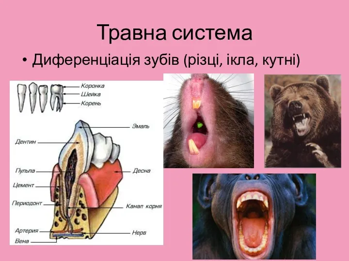Травна система Диференціація зубів (різці, ікла, кутні)