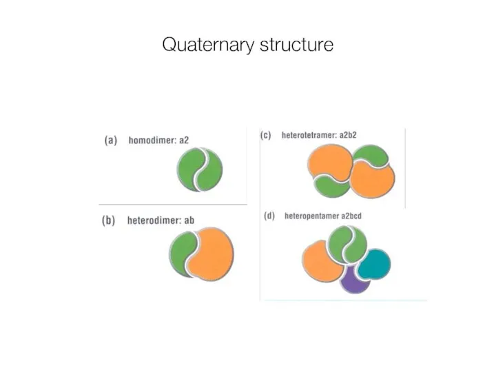 Quaternary structure