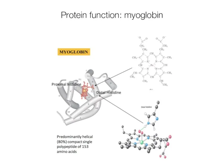 Protein function: myoglobin