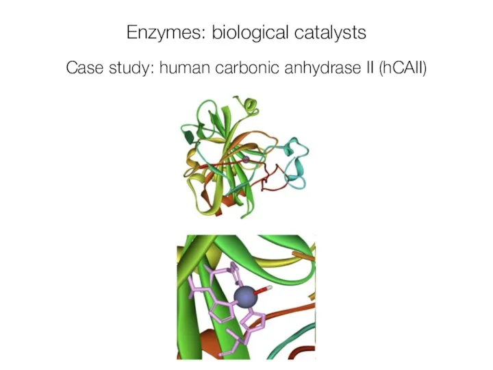 Enzymes: biological catalysts Case study: human carbonic anhydrase II (hCAII)