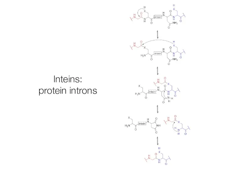 Inteins: protein introns