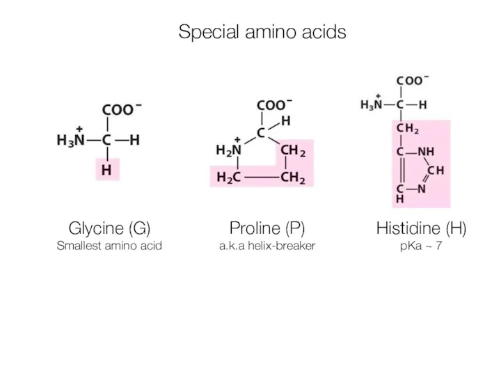 Special amino acids Glycine (G) Smallest amino acid Proline (P)