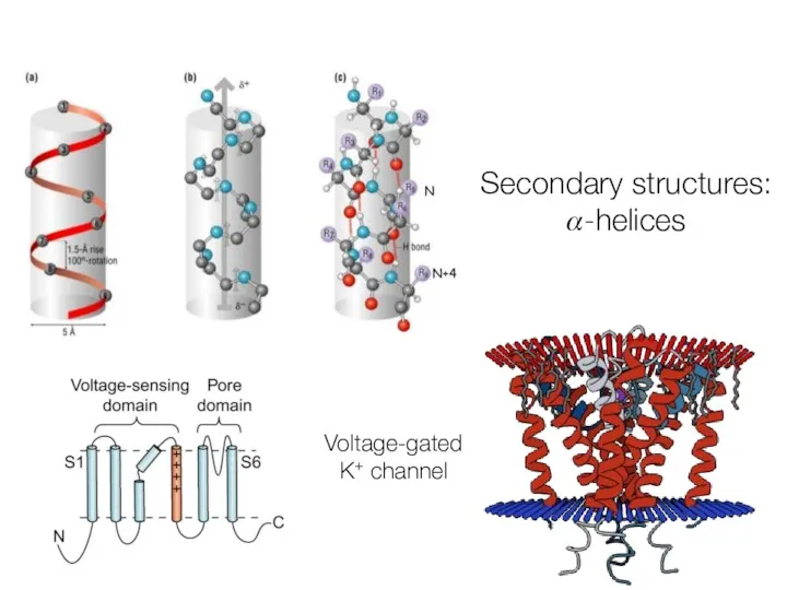 Secondary structures: ?-helices Voltage-gated K+ channel