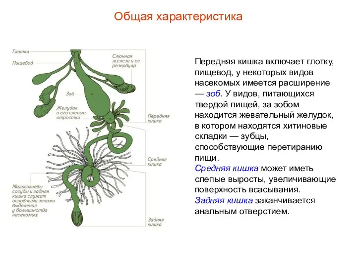 Общая характеристика Передняя кишка включает глотку, пищевод, у некоторых видов