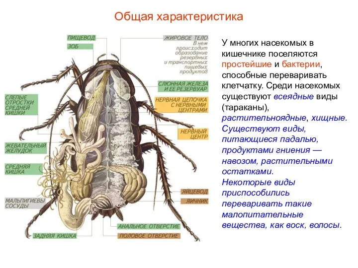 Общая характеристика У многих насекомых в кишечнике поселяются простейшие и