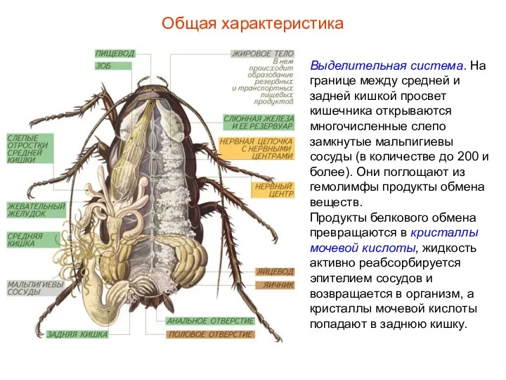 Общая характеристика Выделительная система. На границе между средней и задней