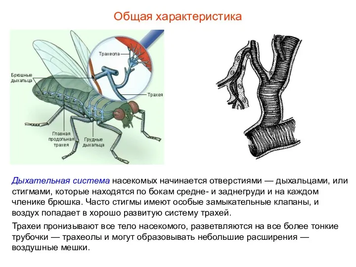 Общая характеристика Дыхательная система насекомых начинается отверстиями — дыхальцами, или