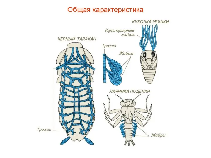 Общая характеристика