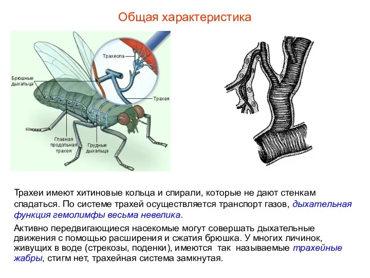 Общая характеристика Трахеи имеют хитиновые кольца и спирали, которые не