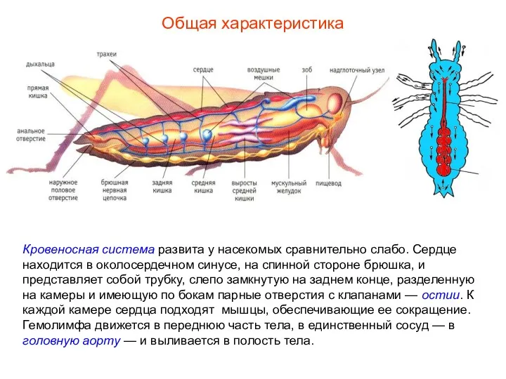 Общая характеристика Кровеносная система развита у насекомых сравнительно слабо. Сердце