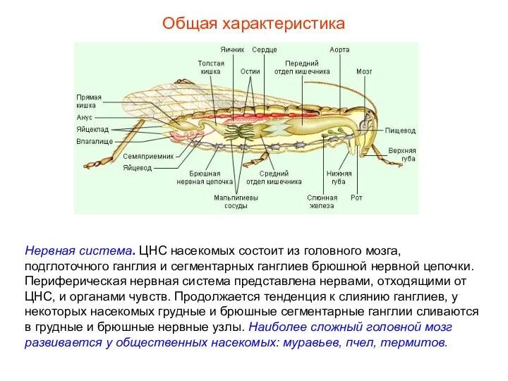 Общая характеристика Нервная система. ЦНС насекомых состоит из головного мозга,