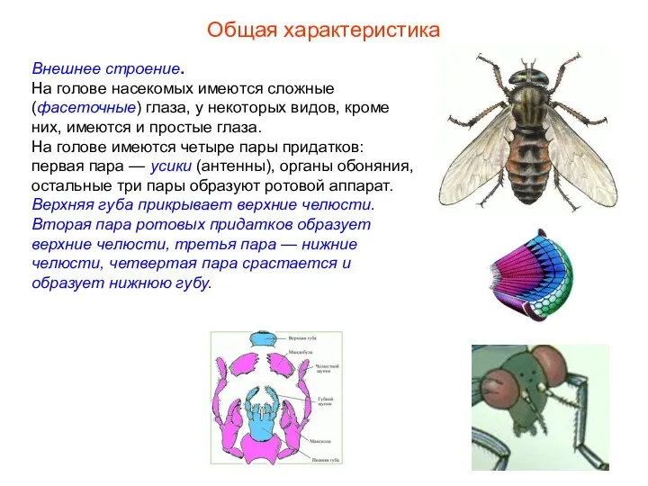 Общая характеристика Внешнее строение. На голове насекомых имеются сложные (фасеточные)