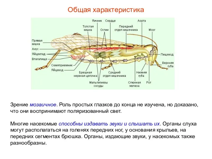 Общая характеристика Зрение мозаичное. Роль простых глазков до конца не