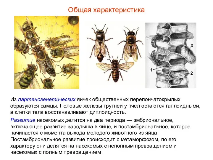 Общая характеристика Из партеногенетических яичек общественных перепончатокрылых образуются самцы. Половые