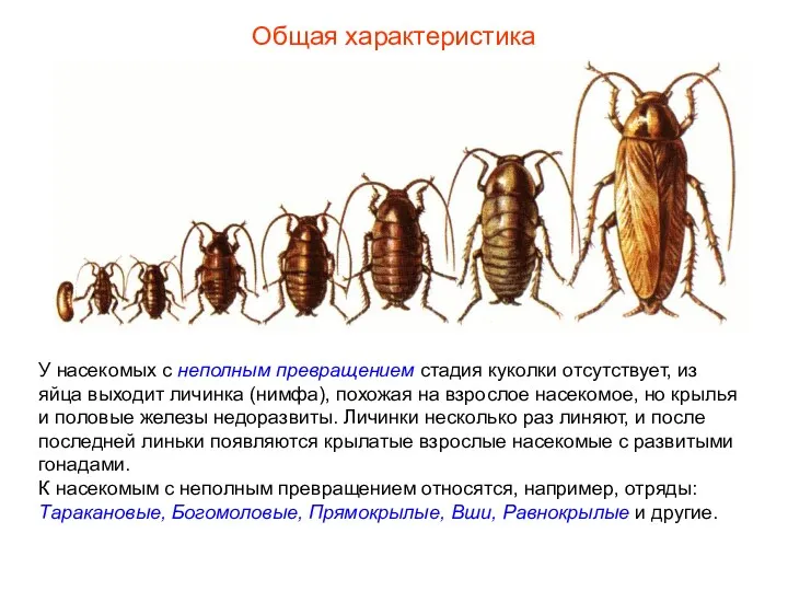 Общая характеристика У насекомых с неполным превращением стадия куколки отсутствует,