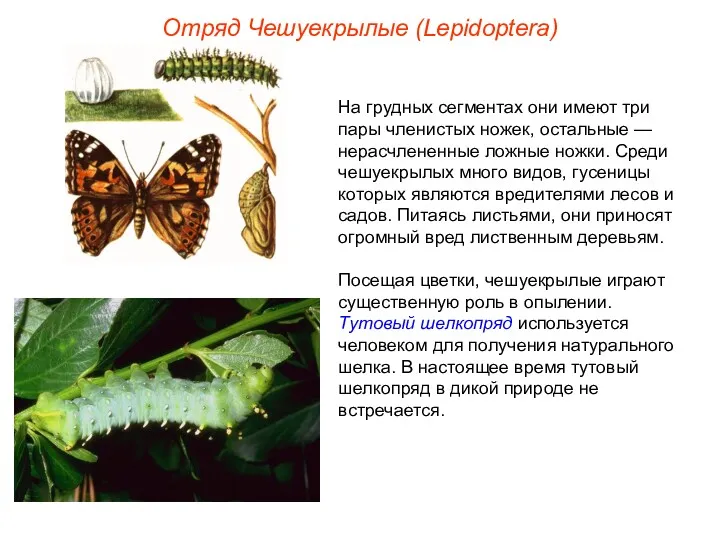 Отряд Чешуекрылые (Lepidoptera) На грудных сегментах они имеют три пары