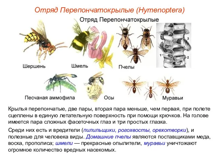 Отряд Перепончатокрылые (Hymenoptera) Крылья перепончатые, две пары, вторая пара меньше,