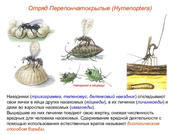 Отряд Перепончатокрылые (Hymenoptera) Наездники (трихограмма, теленомус, белянковый наездник) откладывают свои