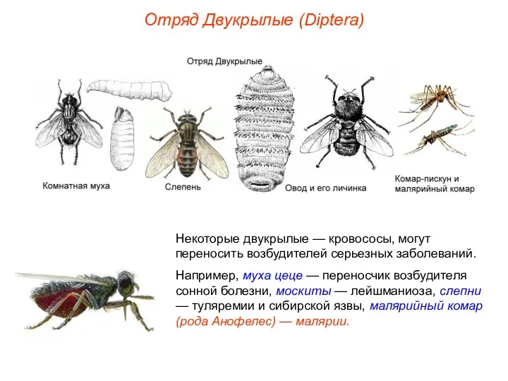 Отряд Двукрылые (Diptera) Некоторые двукрылые — кровососы, могут переносить возбудителей