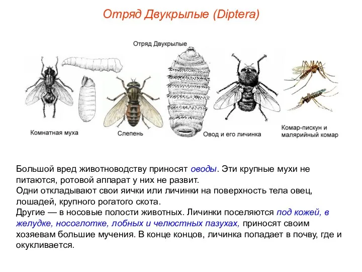 Отряд Двукрылые (Diptera) Большой вред животноводству приносят оводы. Эти крупные