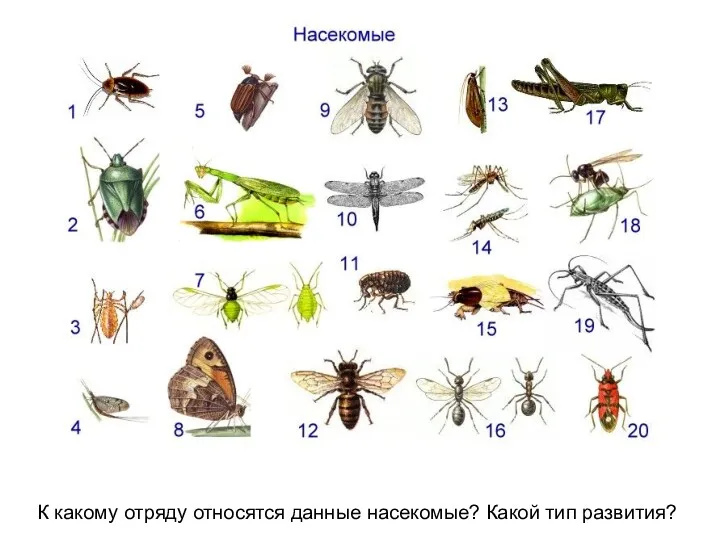 К какому отряду относятся данные насекомые? Какой тип развития?