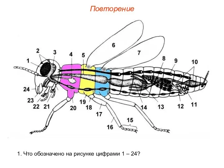 Повторение 1. Что обозначено на рисунке цифрами 1 – 24?