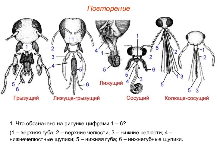 1. Что обозначено на рисунке цифрами 1 – 6? (1