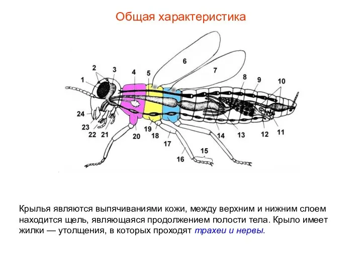 Общая характеристика Крылья являются выпячиваниями кожи, между верхним и нижним