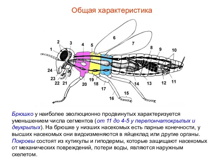 Общая характеристика Брюшко у наиболее эволюционно продвинутых характеризуется уменьшением числа