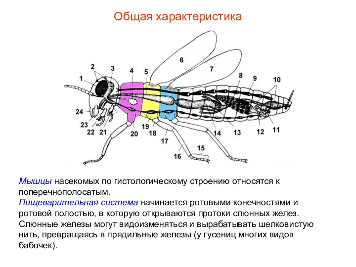 Общая характеристика Мышцы насекомых по гистологическому строению относятся к поперечнополосатым.