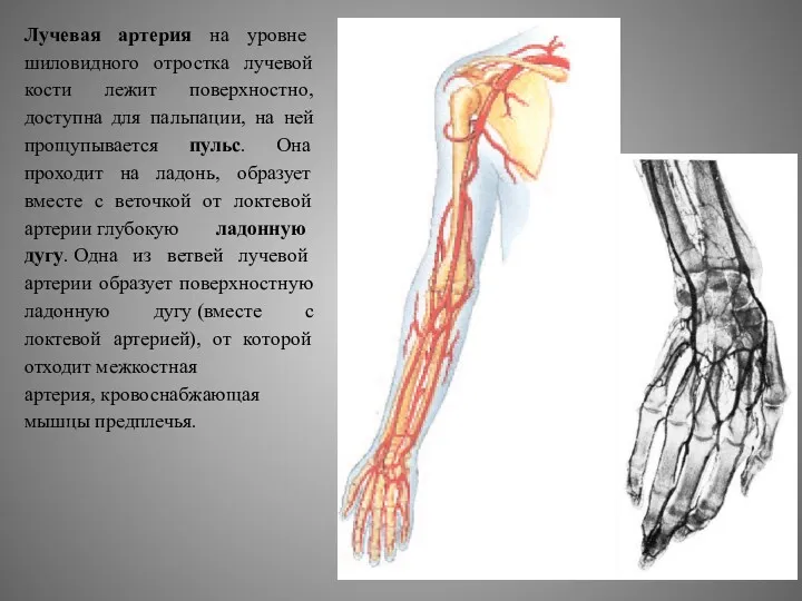 Лучевая артерия на уровне шиловидного отростка лучевой кости лежит поверхностно, доступна для пальпации,