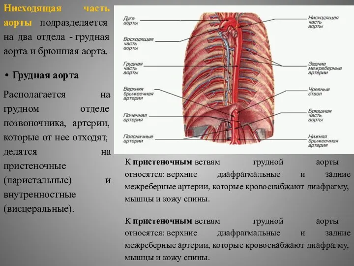 Нисходящая часть аорты подразделяется на два отдела - грудная аорта и брюшная аорта.