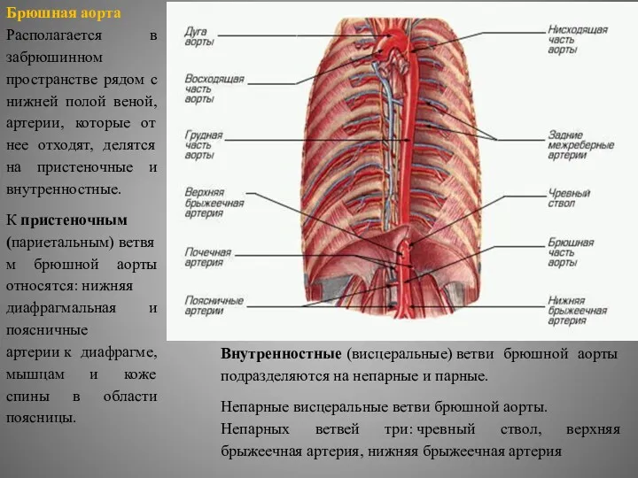 Брюшная аорта Располагается в забрюшинном пространстве рядом с нижней полой веной, артерии, которые