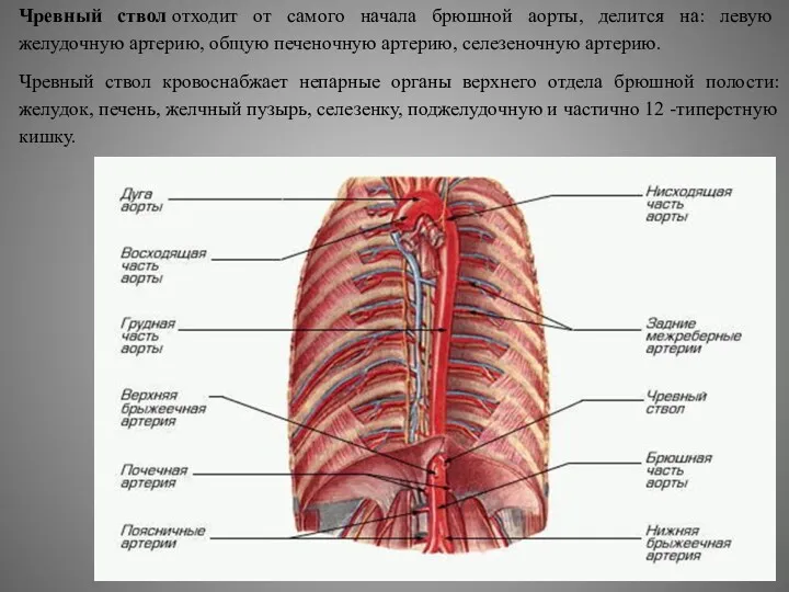 Чревный ствол отходит от самого начала брюшной аорты, делится на: левую желудочную артерию,