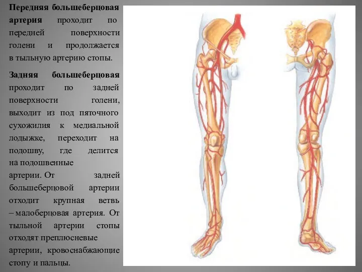 Передняя большеберцовая артерия проходит по передней поверхности голени и продолжается