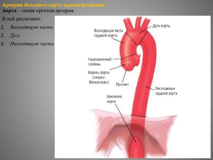 Артерии большого круга кровообращения. Аорта – самая крупная артерия. В