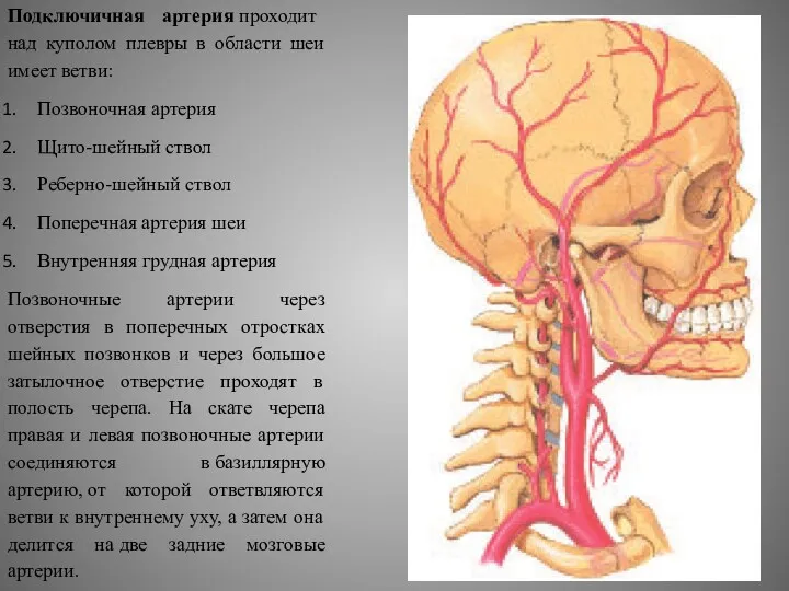 Подключичная артерия проходит над куполом плевры в области шеи имеет ветви: Позвоночная артерия