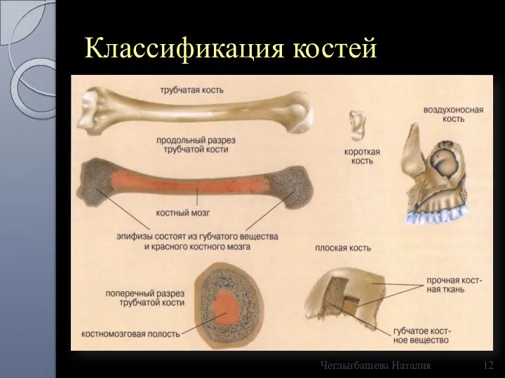 Классификация костей Чеглыгбашева Наталия