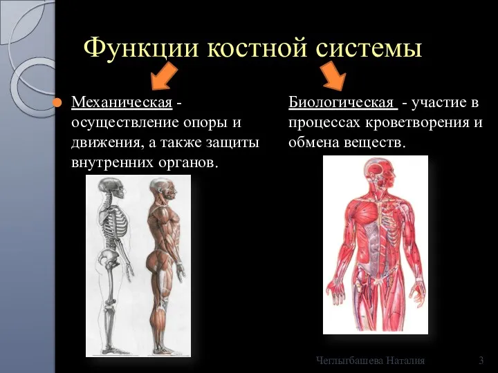 Функции костной системы Механическая - осуществление опоры и движения, а