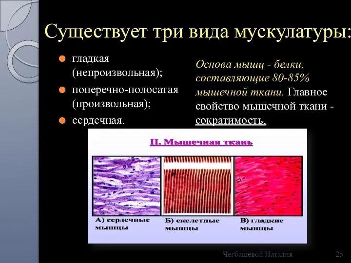 Существует три вида мускулатуры: гладкая (непроизвольная); поперечно-полосатая (произвольная); сердечная. Основа