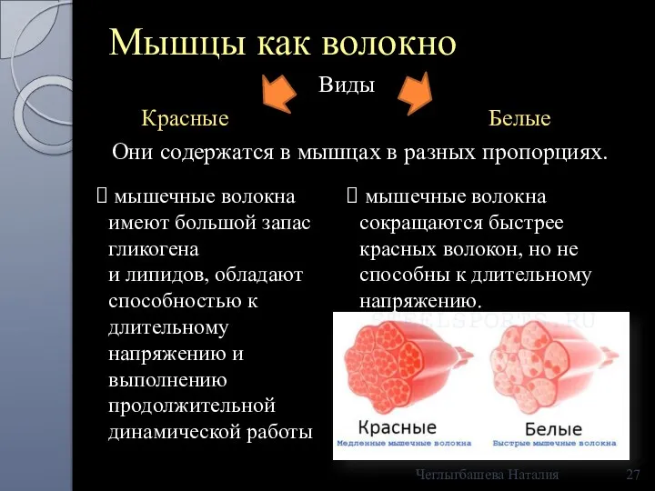 Мышцы как волокно Виды Красные Белые Они содержатся в мышцах