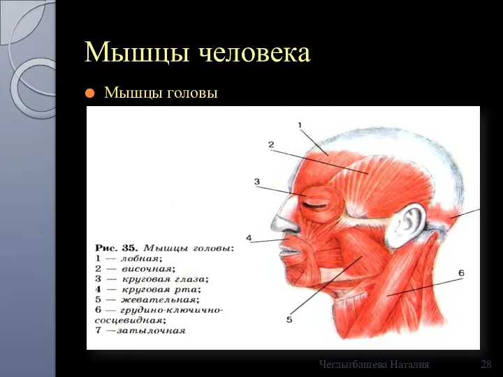 Мышцы человека Мышцы головы Чеглыгбашева Наталия