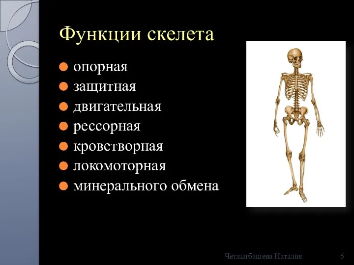 Функции скелета опорная защитная двигательная рессорная кроветворная локомоторная минерального обмена Чеглыгбашева Наталия