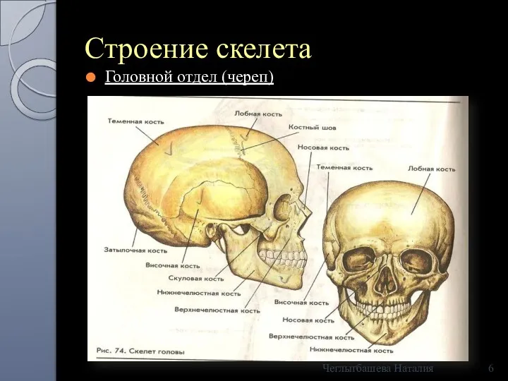 Строение скелета Головной отдел (череп) Чеглыгбашева Наталия