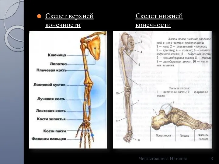 Скелет верхней конечности Скелет нижней конечности Чеглыгбашева Наталия